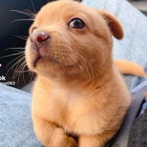 Meet your Posher, Gary